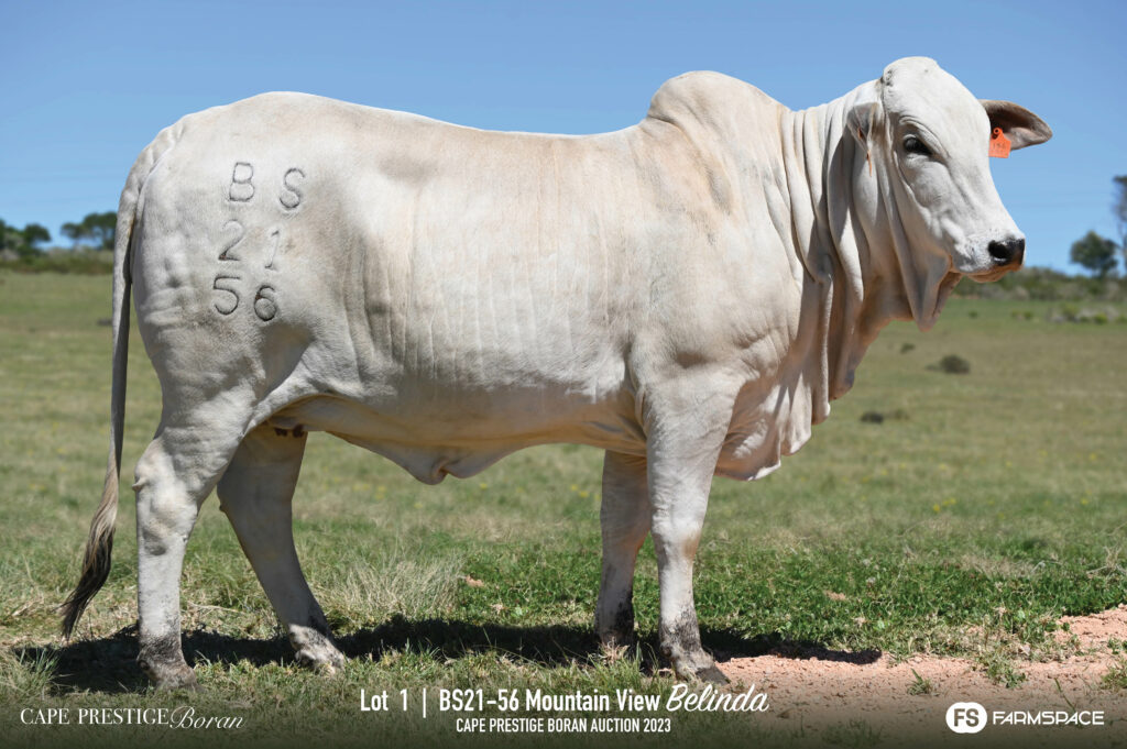 Boran Lot 1