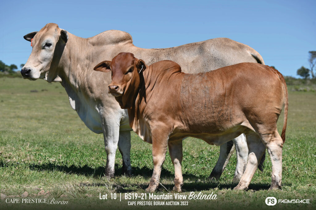 Boran cow and calf lot 10