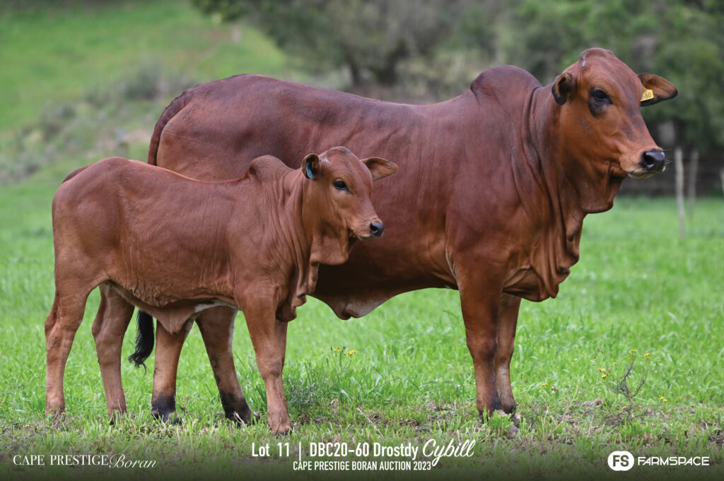 Boran cow and calf lot 11