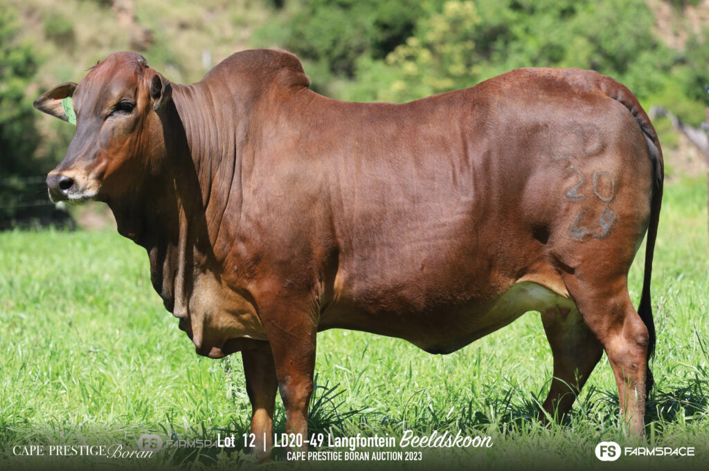 Boran cow lot 12