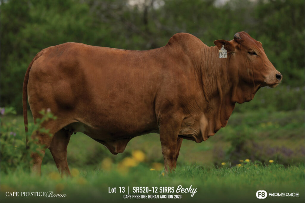 Boran cow lot 13
