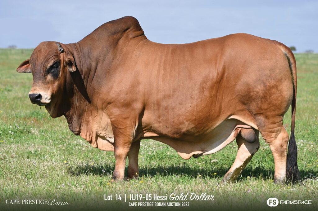 Boran bull lot 14
