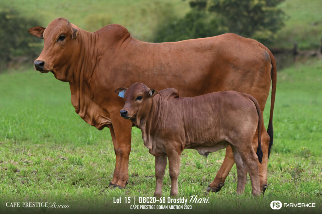 Boran cow and calf lot 15