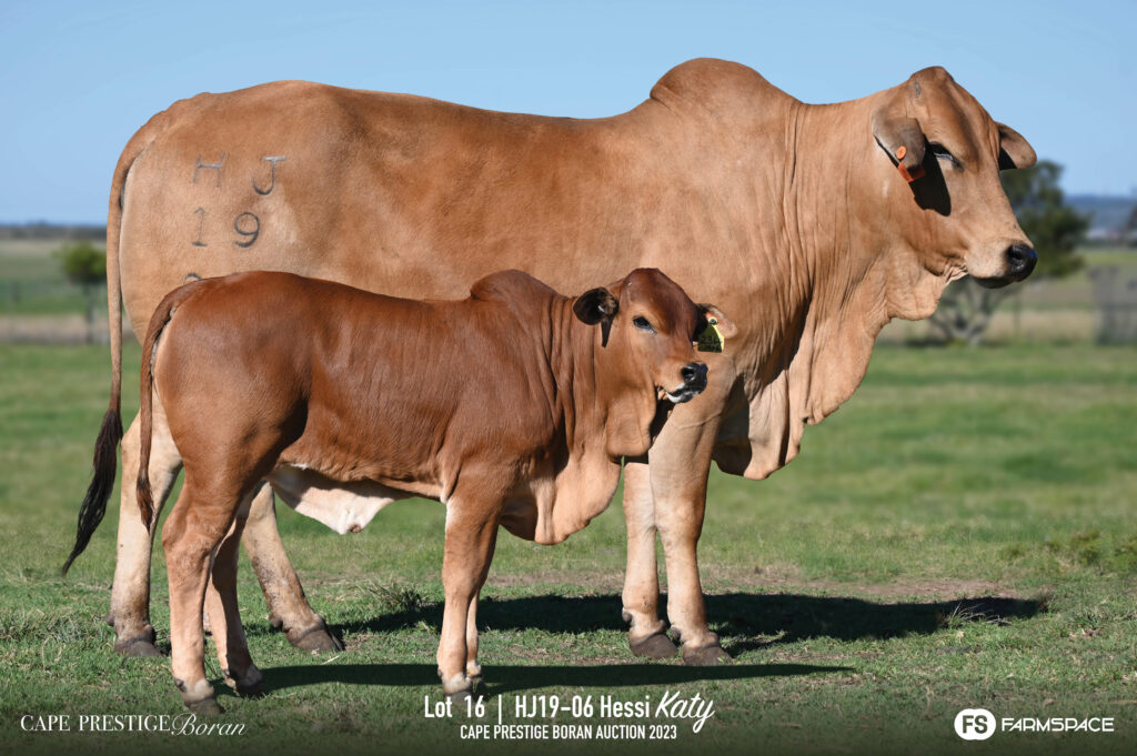 Boran cow and calf lot 16