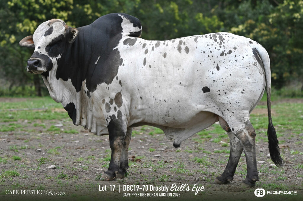 Boran bull lot 17