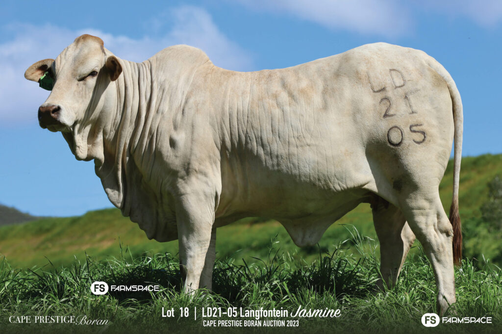 Boran cow lot 18