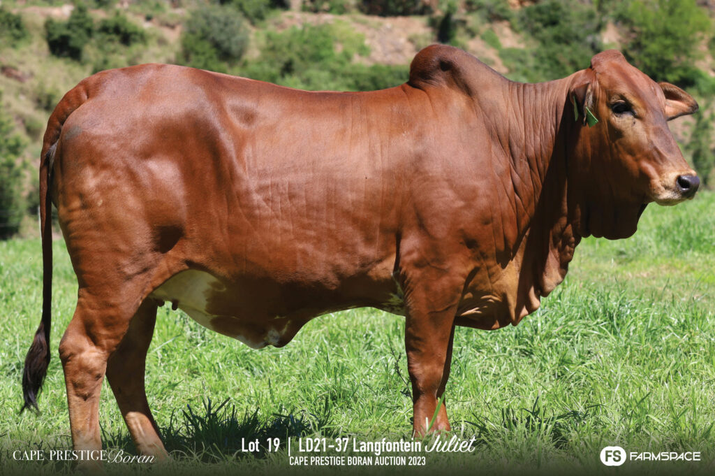 Boran cow lot 19