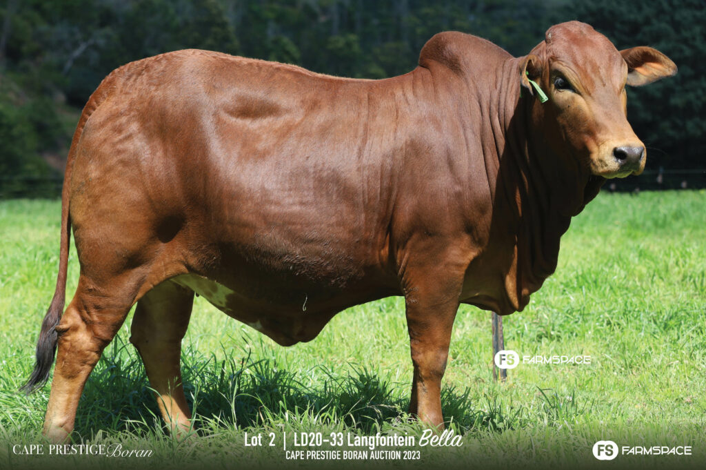 Bpran Cow lot 2