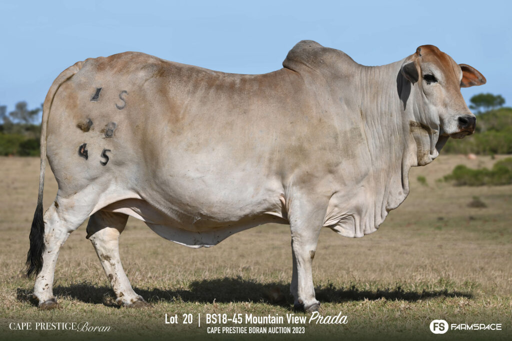 Boran cow lot 20
