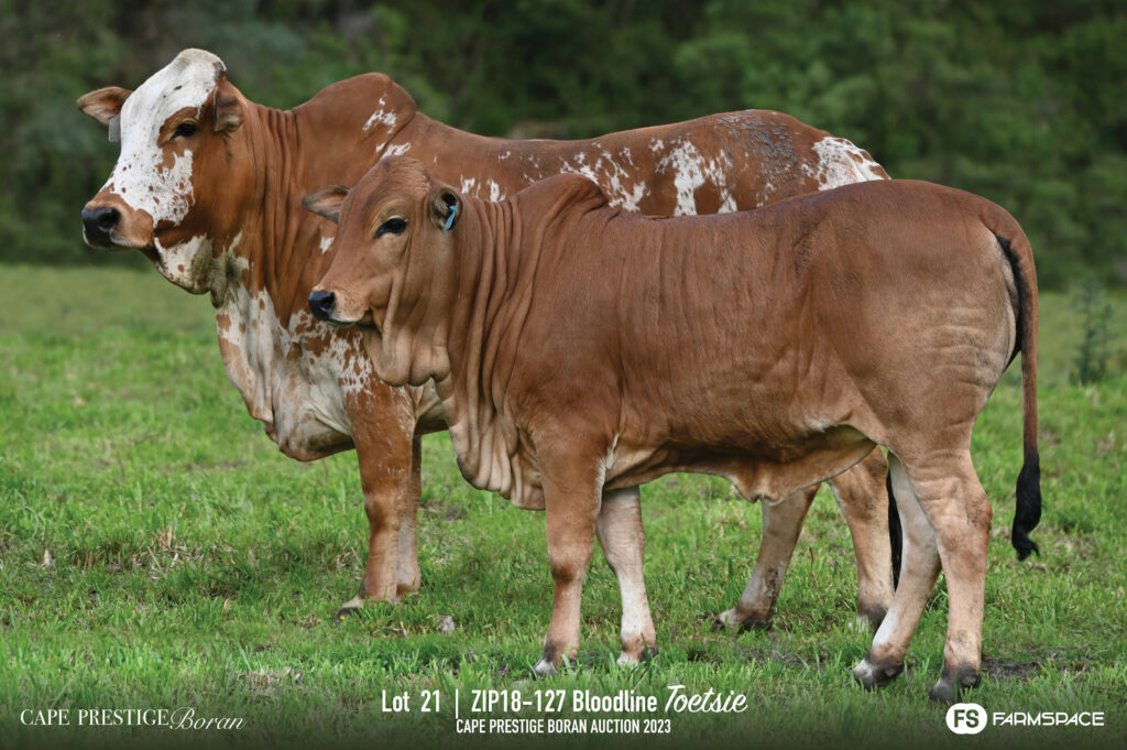 Boran cow and calf lot 21