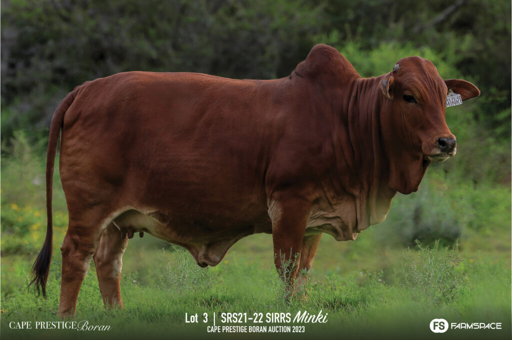 Boran Cow Lot 3