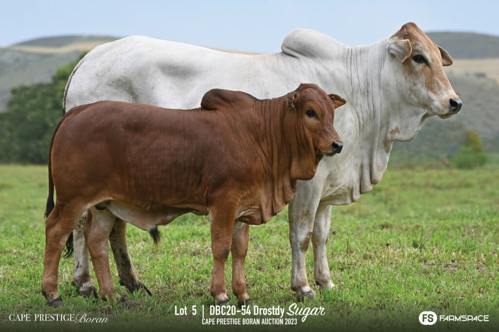 Boran cow and calf lot 5
