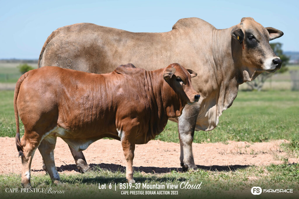 Boran cow and calf lot 6