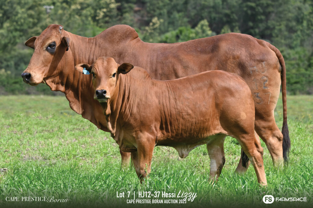 Boran cow and calf lot7