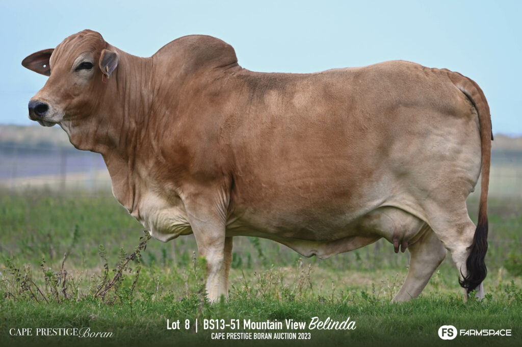 Boran cow lot 8